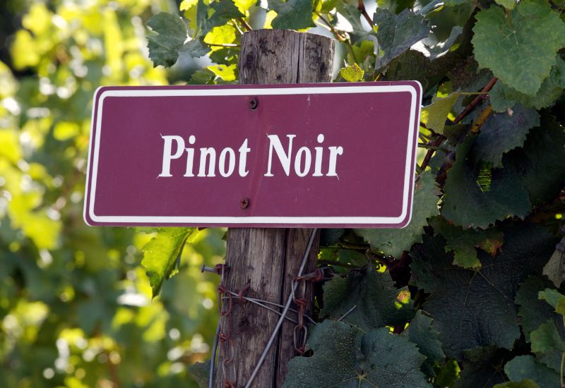 Pinot Noir