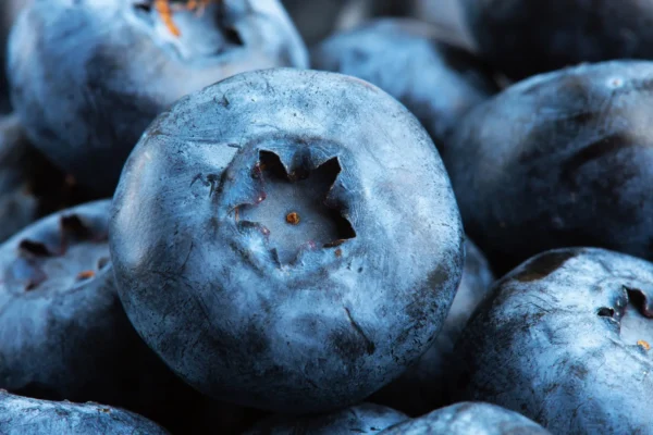 Nová recenze ukazuje, že divoké borůvky podporují zdraví srdce a střev