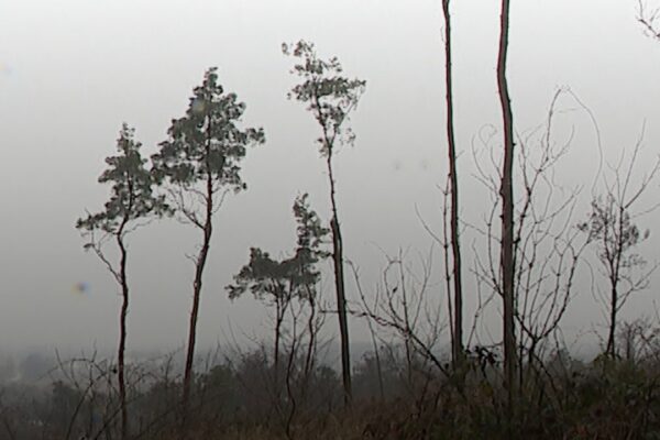 Stát pokutuje za nezalesněné mýtiny: Dvacet pokut od kůrovcové krize