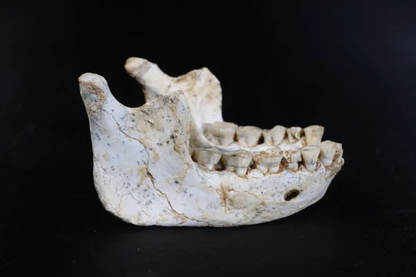 Tyto 773 000 let staré fosilie mohou odhalit našeho společného lidského předka