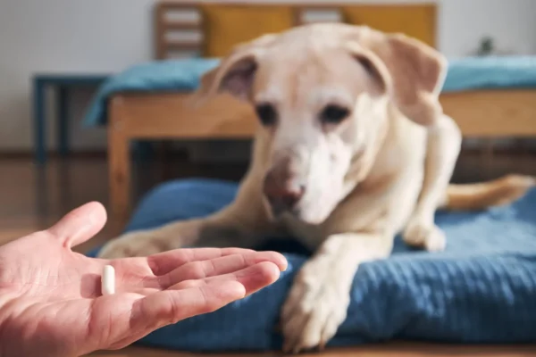 Léčba blech a klíšťat u psů a koček může škodit divoké přírodě