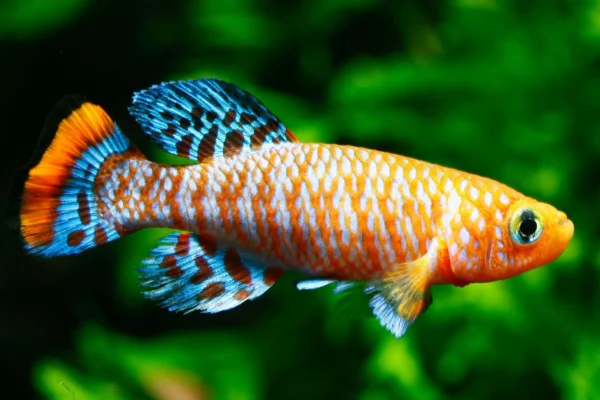 Ryba, která stárne během měsíců, odhaluje, jak stárnou ledviny