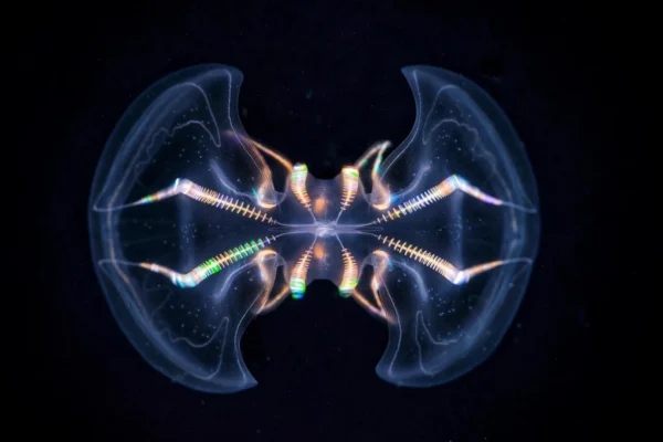 Tento pradávný mořský tvor možná již měl mozek