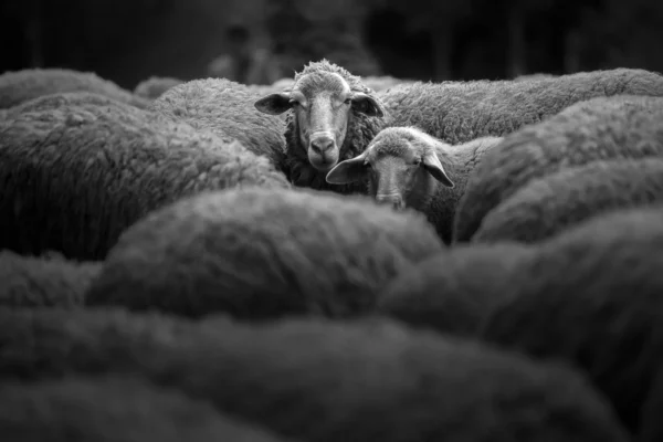 4 000 let stará ovce odhaluje tajemství pradávné morové epidemie