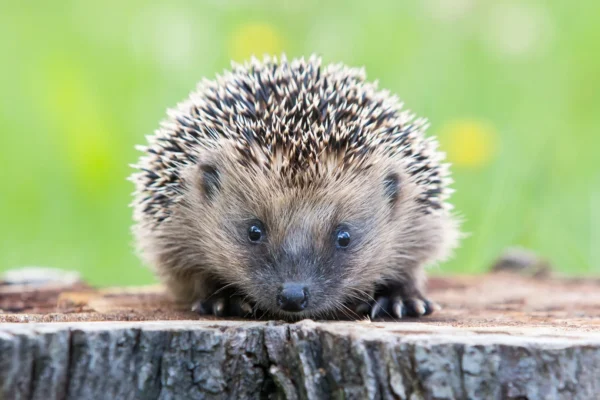 Vědci objevili, že ježci slyší ultrazvuk, což by je mohlo chránit před auty