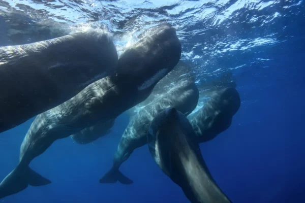Vorvani zachyceni při vzájemném nárazu hlavami na kameru poprvé