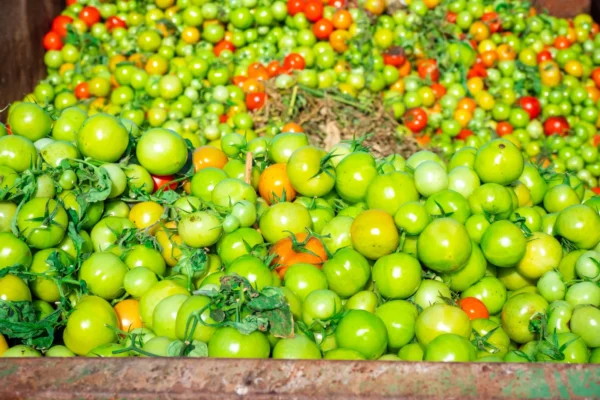 Kamiony plné potravin se plýtvají, protože je počítače neschválí