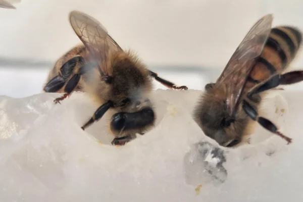 Vědci objevili chybějící živiny pro včely — Kolonie vzrostly 15krát