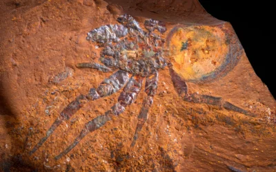 Vědci objevili dokonalé fosílie v rzi pod australskou zemědělskou půdou