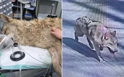 Uprchlý vlk Neukgu se po devítidenním pátrání vrátil do jihokorejské zoo