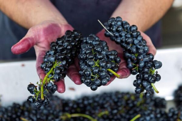 Washingtonské Syrah: Nejlépe