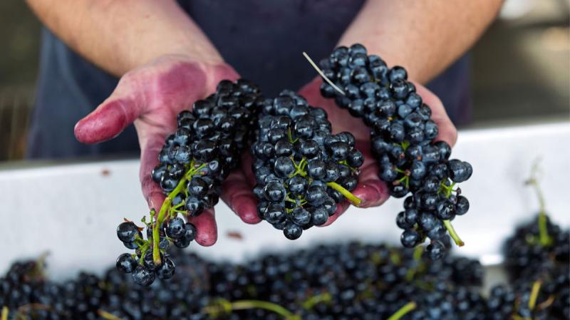 Washingtonské Syrah: Nejlépe